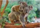 Пазл Dodo Baby Koala и мама, серия Мир животных, состоит из 1000 эл. foto