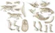 Set de joaca Clementoni Archeofun T-Rex & Triceratops foto