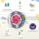 Scaun pentru bebelus de sarit cu sunete, intoarcere 360 grade foto