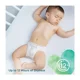 Scutece Pampers Pure Protection 3 (6-10 kg), 31 buc. foto