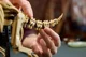 LEGO Jurassic World - Fosile de dinozaur: Triceratops foto
