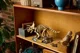 LEGO Jurassic World - Fosile de dinozaur: Triceratops foto