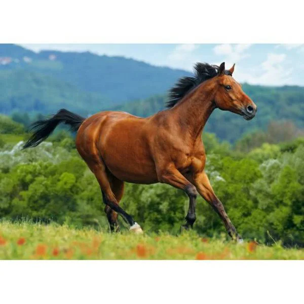 Puzzle Castorland Reddish-brown horse, 1000 piese