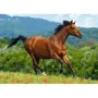 Puzzle Castorland Reddish-brown horse, 1000 piese