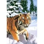Puzzle Castorland Winter Syberian Tiger, 1000 piese