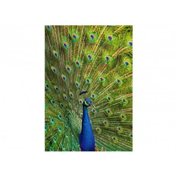 Пазл Касторланд Peacock, 1000 эл.