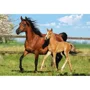 Puzzle Castorland Mare and Foal, 260 piese