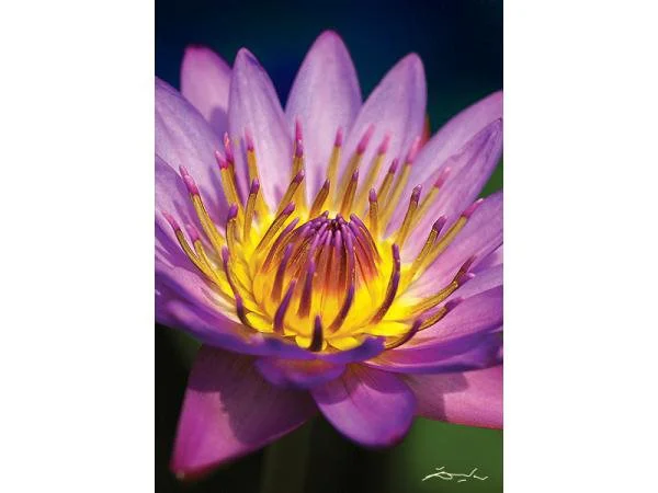 Пазл Trefl Flowers - Chromatea Waterlilly, 1000 эл.