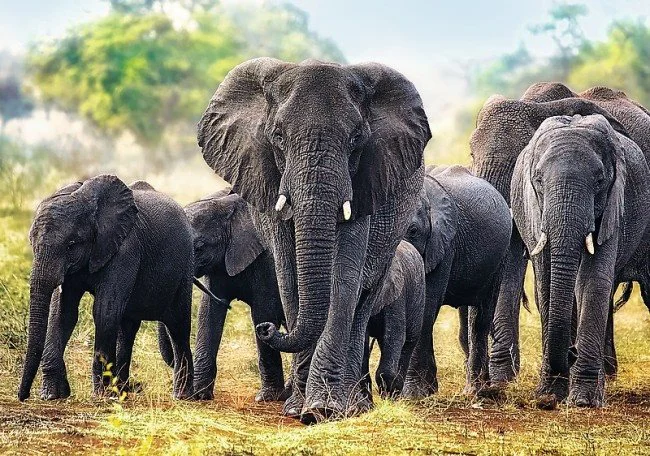 Пазл Trefl African Elephants, 1000 эл.